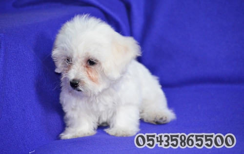 satılık maltese terrier