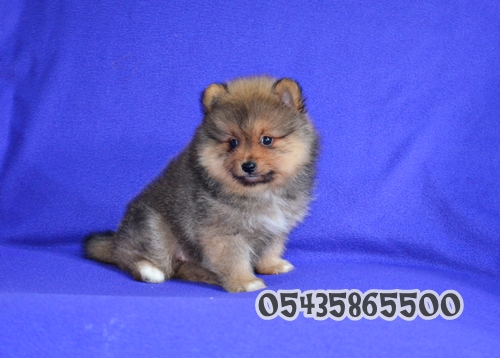 satılık pomeranian boo