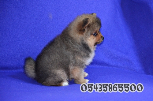 satılık yavru pomeranian