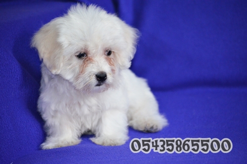 yavru maltese terrier