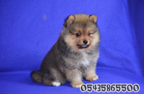 yavru pomeranian boo fiyatları