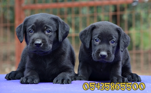 satilik labrador retriever