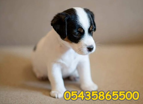 jack russel