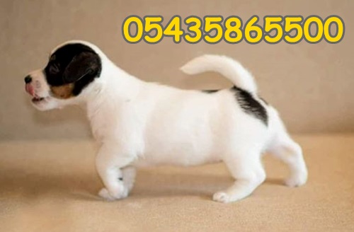 satılık jack russell satılık jack russell