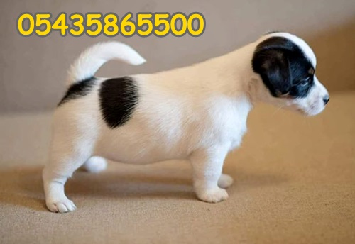 satılık jack russel satılık jack russel