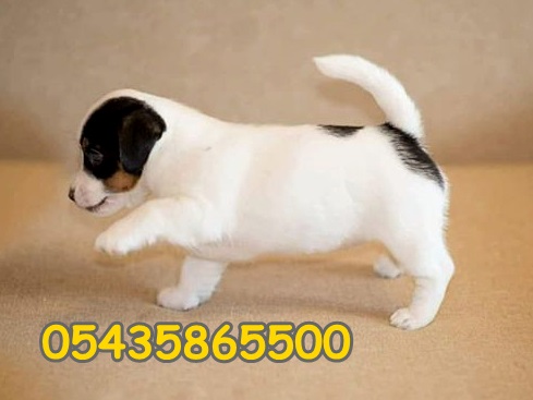 yavru jack russell