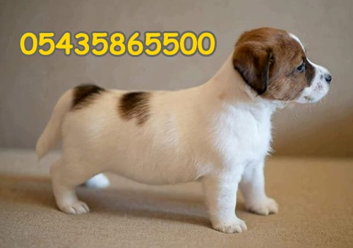 yavru jack russel