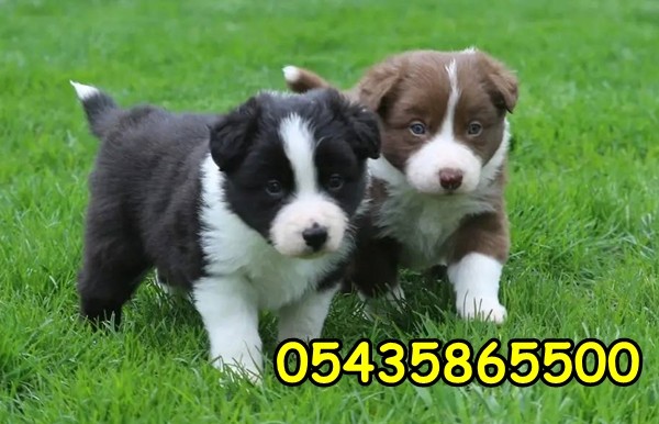 satılık border collie satılık border collie