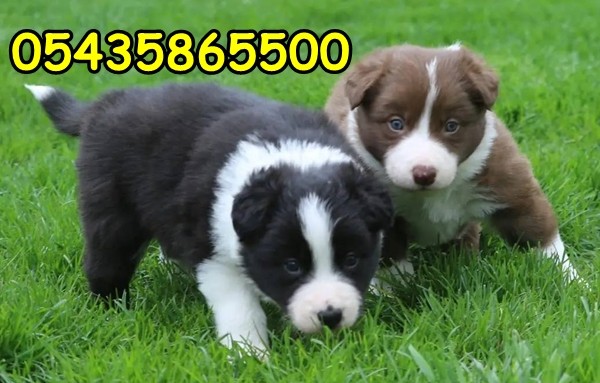 satılık yavru border collie satılık yavru border collie