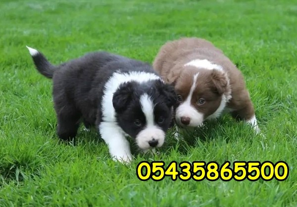 yavru border collie yavru border collie