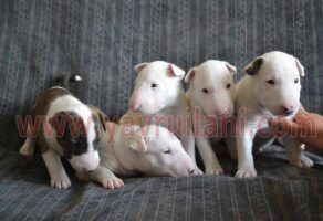 Koç Burun Bull Terrier