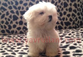 Safkan Maltese Terrier
