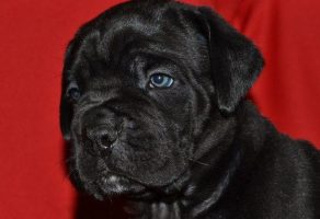 Safkan Cane Corso Yavruları