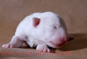 Safkan Bull Terrier Yavrularımız