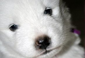 Satılık Safkan Samoyed