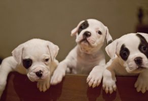 Safkan Amerikan Bulldog