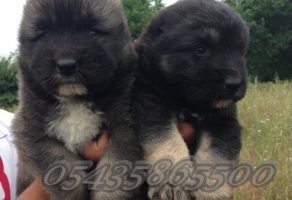 Kafkas Çoban Köpeği Yavrusu Bakımı
