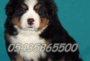 Bernese Dağ Köpeği Fiyatları