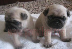 Satılık Pug Mops Yavruları