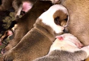 İngiliz Bulldog Yavruları