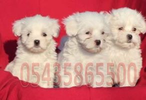 Maltese Terrier Fiyatları