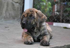 Safkan Presa Canario