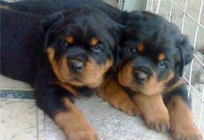 Satılık Rottweiler Yavru ilanı