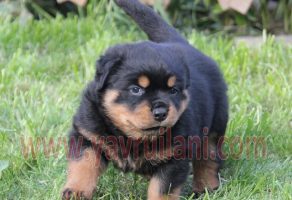 Satılık Rottweiler Yavruları
