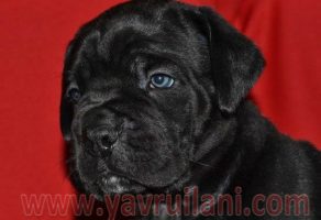 Satılık Cane Corso Yavruları