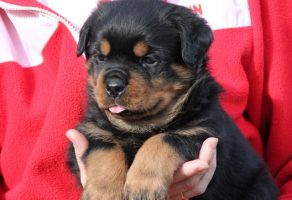 Satılık Macar Rottweiler