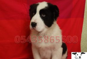 Satılık Alabay Çoban Köpeği