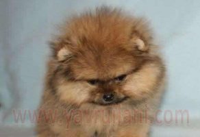 Satılık Pomeranian Yavruları