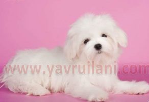 Safkan Maltese Terrier