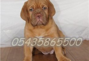 Satılık Fransız Mastiff Yavruları