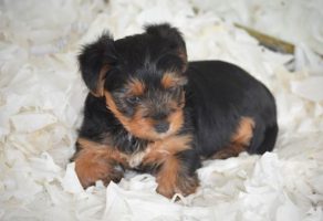 Tea Cup Yorkshire Terrier yavruları