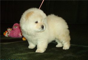 Beyaz Chow Chow – Çin Aslanı