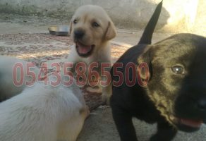 Satılık Labrador Yavruları
