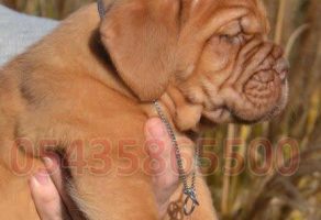 Bordeux -Fransız Mastiff Fiyatları