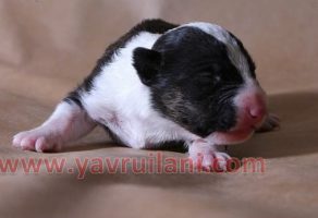 Safkan Bull Terrier