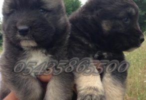 Satılık Kafkas Çoban Köpeği