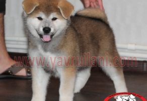 Akita İnu Yavru fiyatları