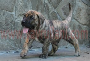 Satılık El Presa Canario Yavruları