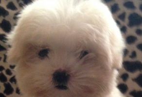 Satılık Maltese Terrier