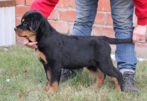 Koca Kafa İdeal Rottweiler yavruları