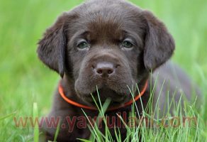 Çikolata Labrador Retriever Yavruları