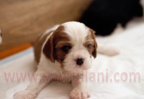 Satılık Cavalier King Charles