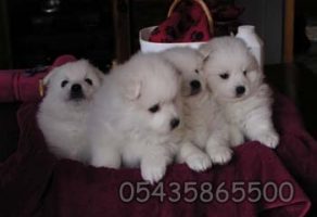 Satılık Japon Spitz Yavruları