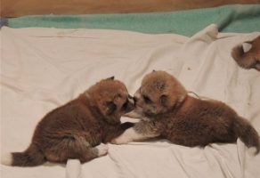 japon akita inu yavruları