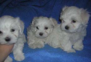 Satılık Tea Cup Maltese Terrier