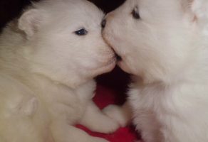 Kar Beyaz Samoyed